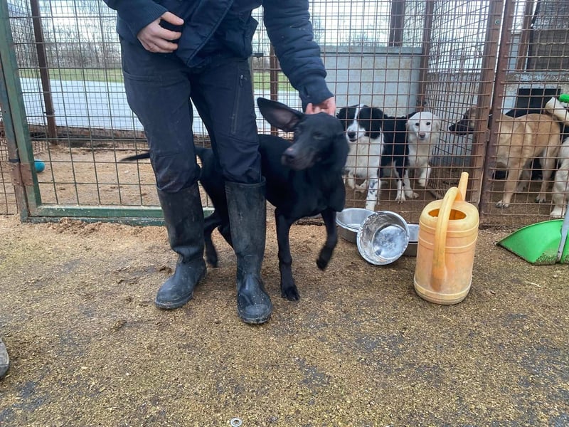 Borsod, Energiebündel sucht aktive Mensch