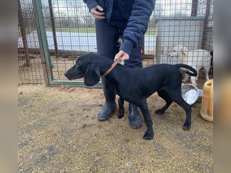 Borsod, Energiebündel sucht aktive Mensch