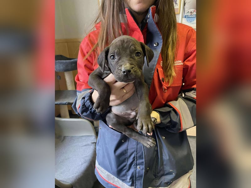 Lucas freut sich auf ein schönes Plätzchen