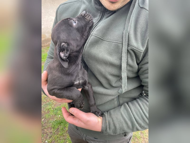 Lali, zauberhaft süß und verspielt