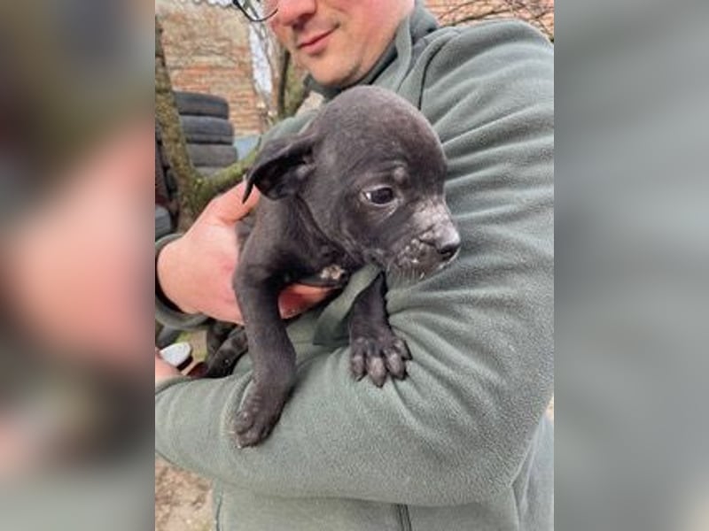 Loci sucht liebevolles Zuhause