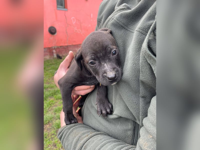 Lola, verspielt und voller Energie