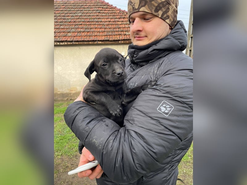 Lilom, süße Maus möchte das Hunde 1x1 lernen