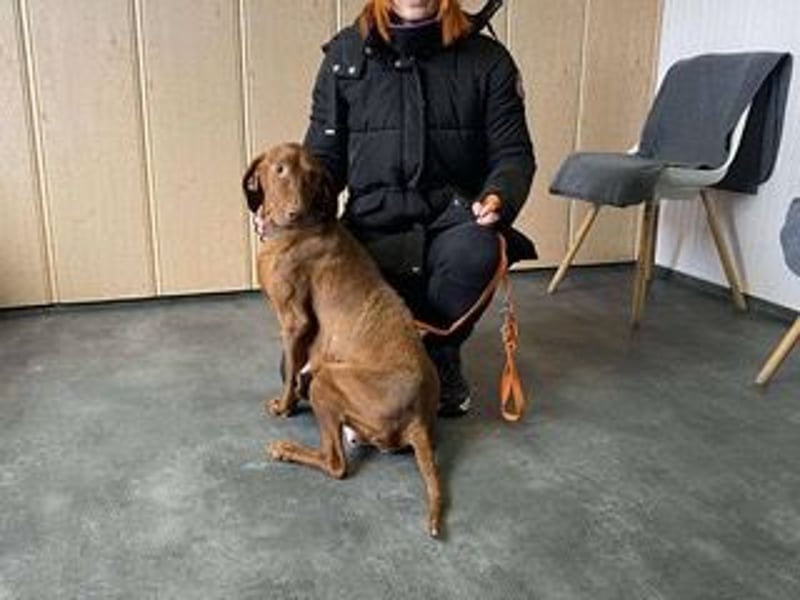 Lia, liebevolle Vizsla Mama sucht Traumzuhause