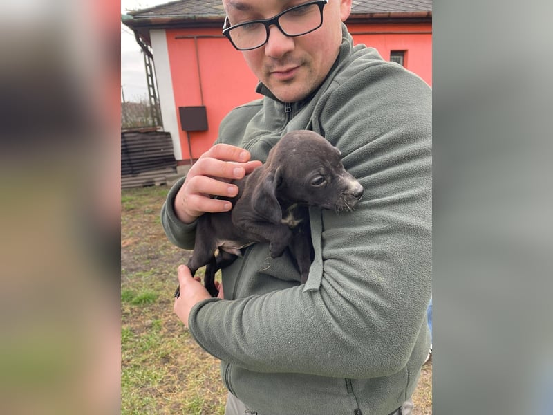 Louis, kleiner Welpe sucht…..