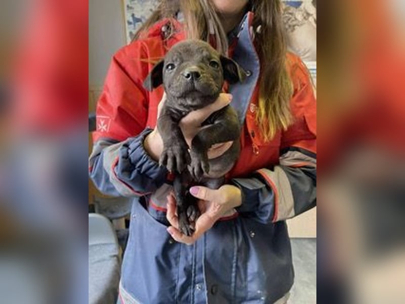 Loci sucht liebevolles Zuhause