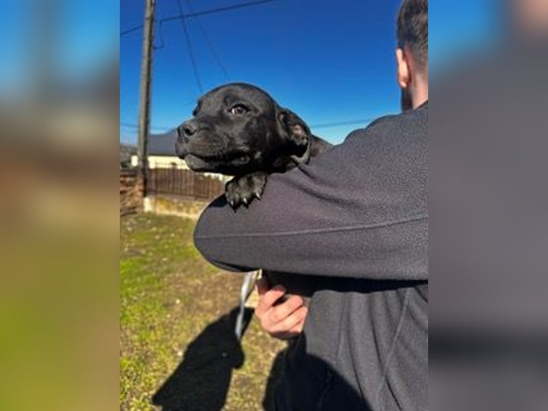 Loci sucht liebevolles Zuhause