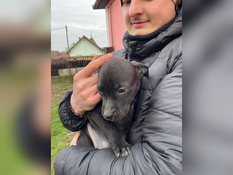 Lemi, sucht liebevolle Familie