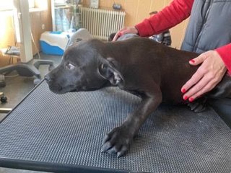 Loci sucht liebevolles Zuhause