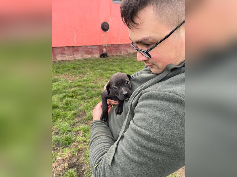 Lola, verspielt und voller Energie