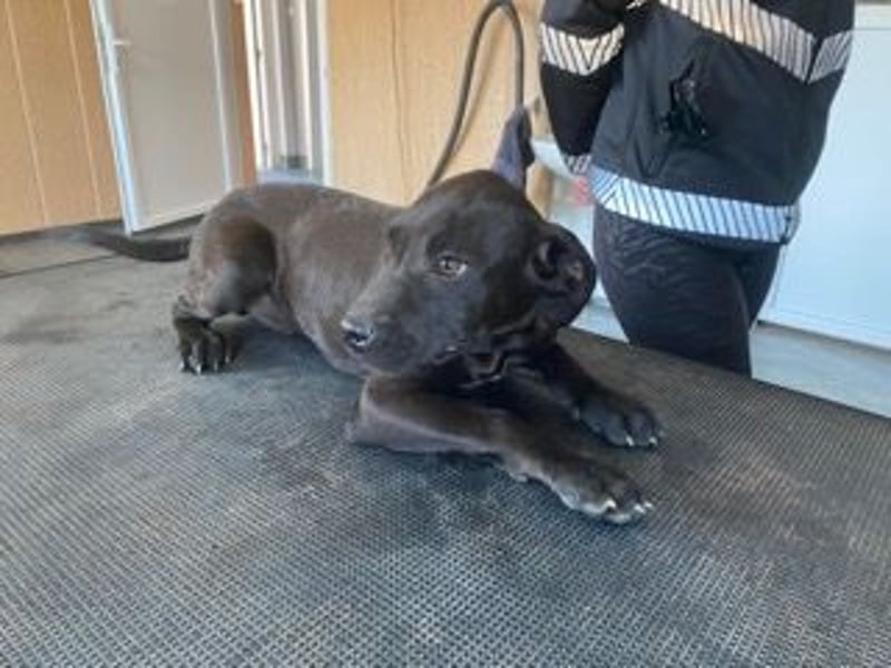 Lali, zauberhaft süß und verspielt