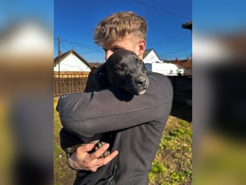 Lola, verspielt und voller Energie