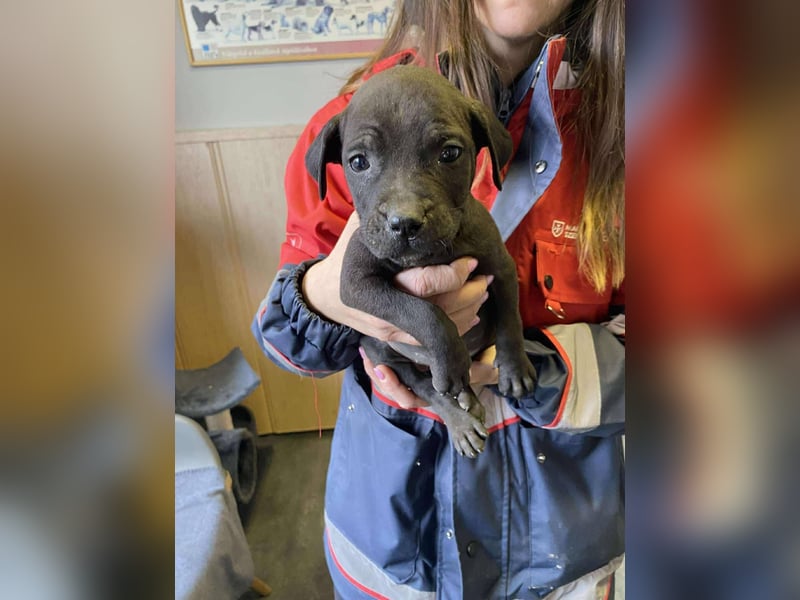 Lola, verspielt und voller Energie