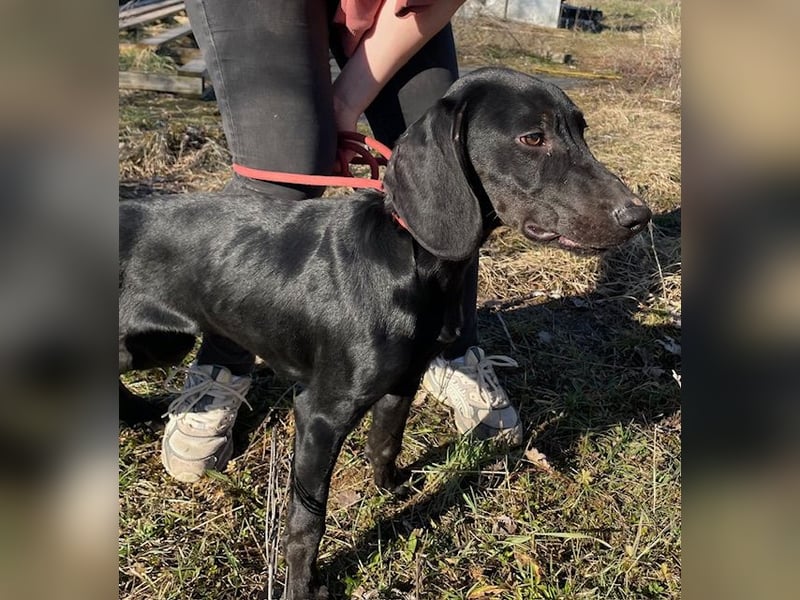 Borsod, Energiebündel sucht aktive Mensch