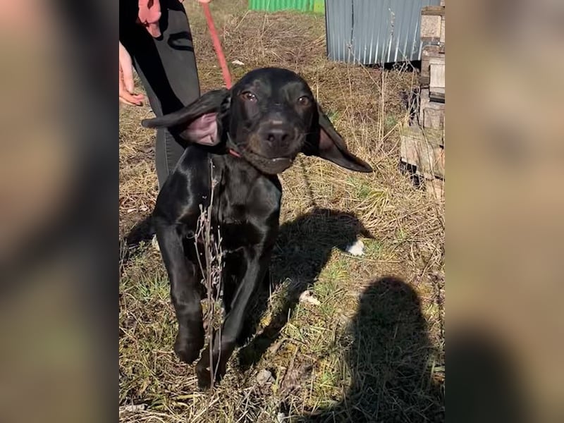 Borsod, Energiebündel sucht aktive Mensch