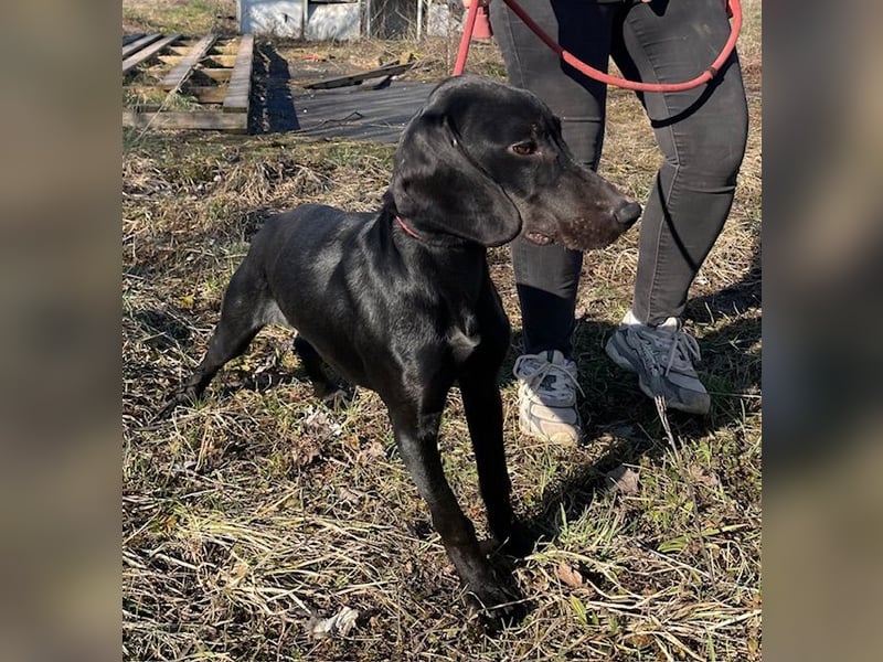 Borsod, Energiebündel sucht aktive Mensch