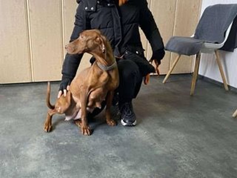 Lia, liebevolle Vizsla Mama sucht Traumzuhause
