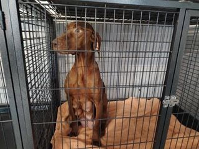 Lia, liebevolle Vizsla Mama sucht Traumzuhause