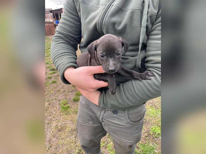 Lola, verspielt und voller Energie