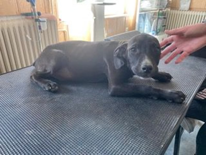 Louis, kleiner Welpe sucht…..