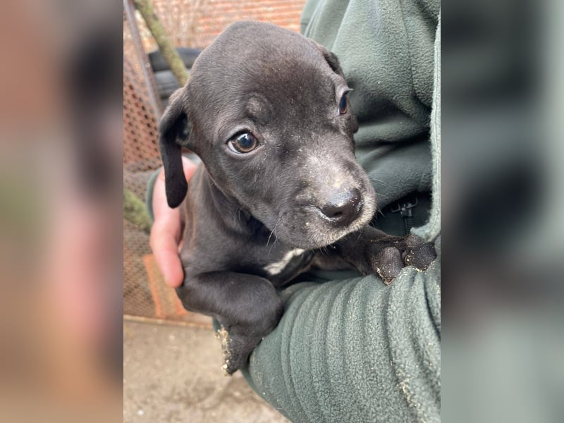 Lucas freut sich auf ein schönes Plätzchen