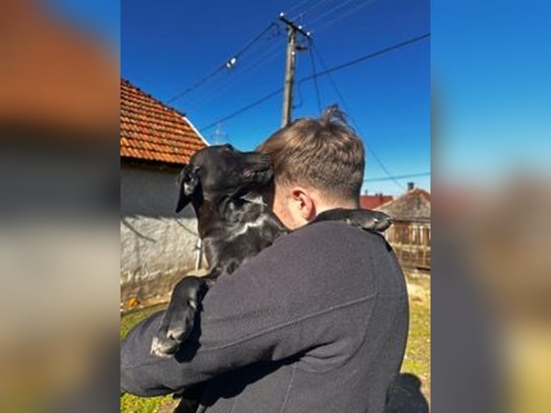 Lemi, sucht liebevolle Familie