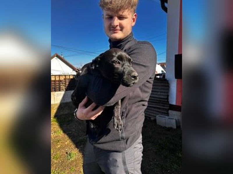 Lilom, süße Maus möchte das Hunde 1x1 lernen