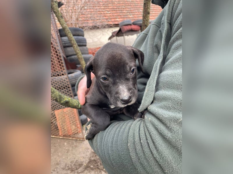Lucas freut sich auf ein schönes Plätzchen
