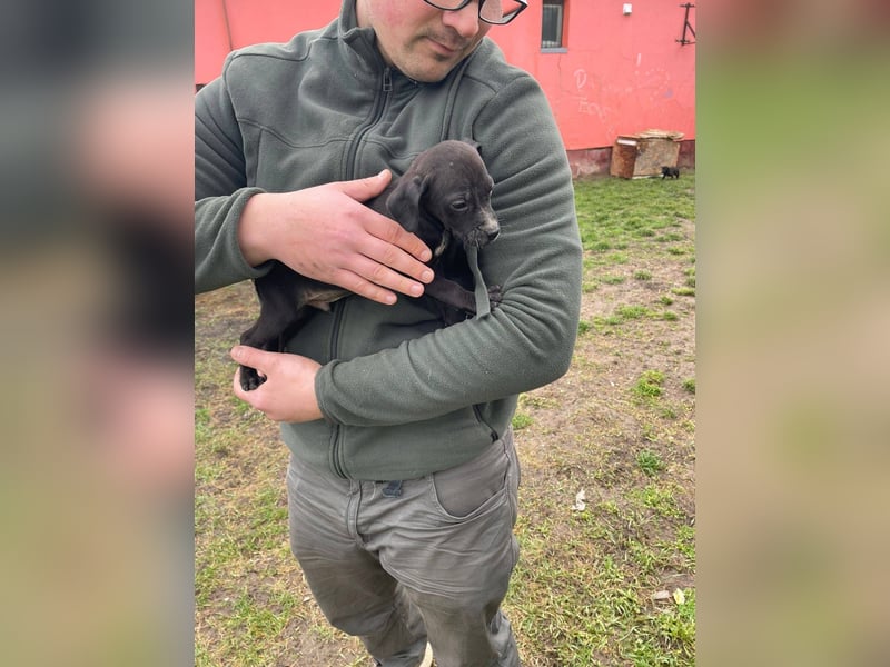 Louis, kleiner Welpe sucht…..