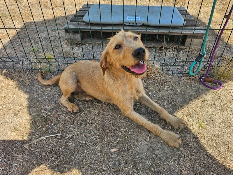 Hamitoo, geboren 20.12.2025, 45cm sucht seine Chance