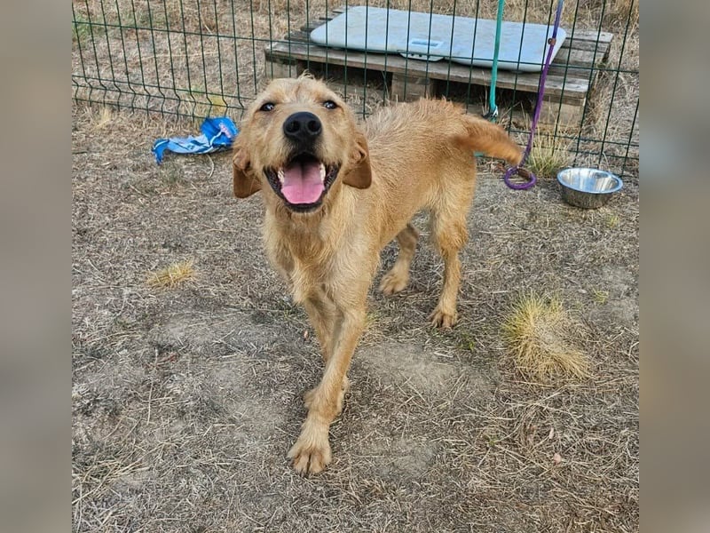 Hamitoo, geboren 20.12.2025, 45cm sucht seine Chance