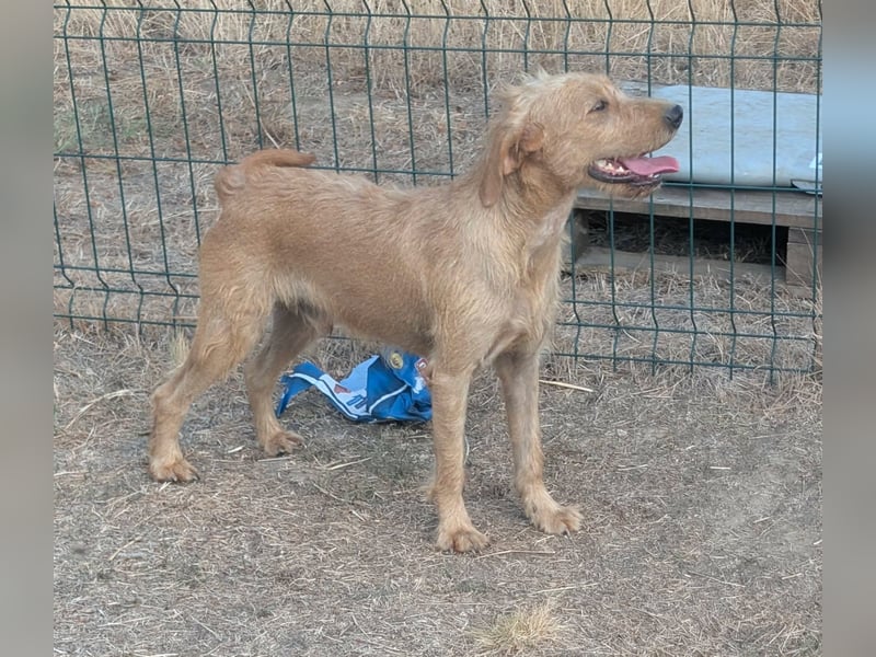 Hamitoo, geboren 20.12.2025, 45cm sucht seine Chance