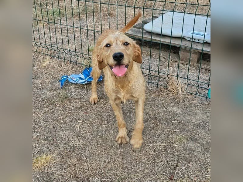 Hamitoo, geboren 20.12.2025, 45cm sucht seine Chance