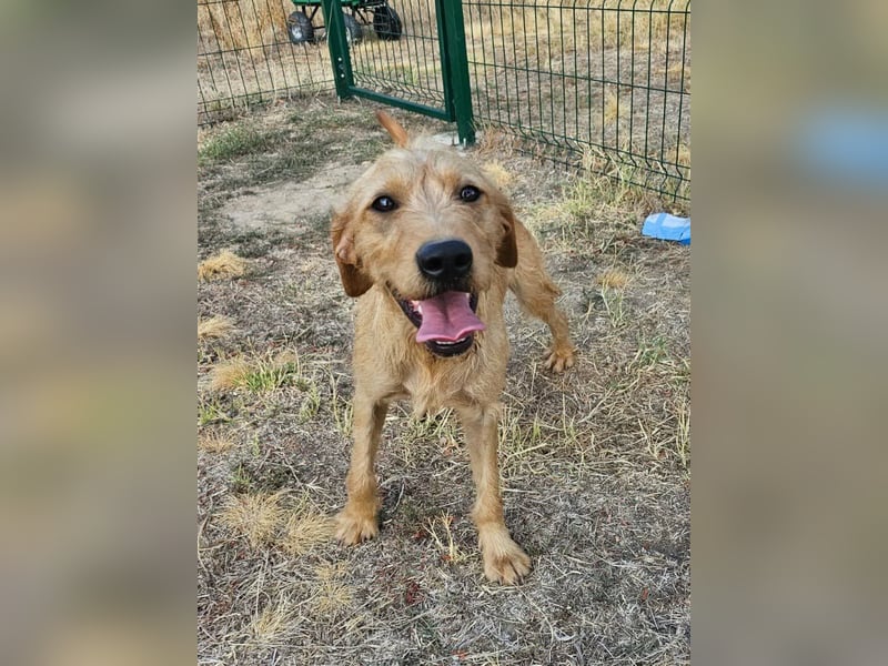 Hamitoo, geboren 20.12.2025, 45cm sucht seine Chance
