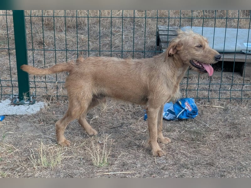 Hamitoo, geboren 20.12.2025, 45cm sucht seine Chance