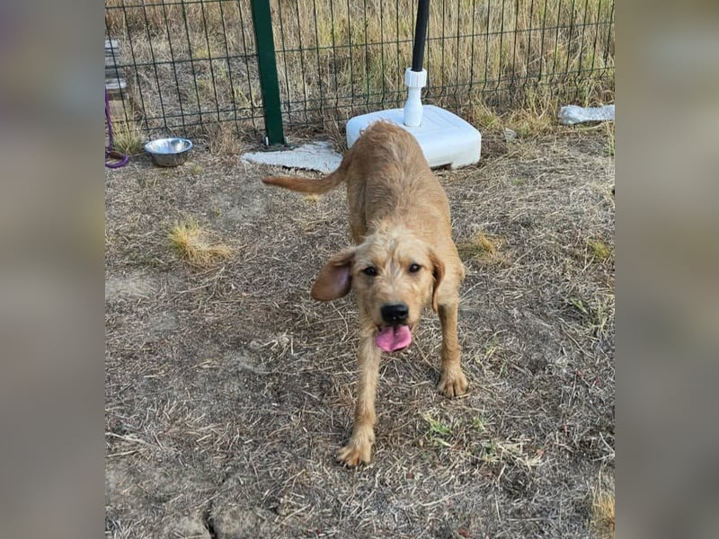 Hamitoo, geboren 20.12.2025, 45cm sucht seine Chance