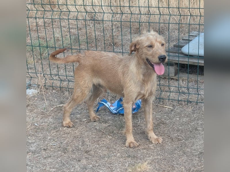 Hamitoo, geboren 20.12.2025, 45cm sucht seine Chance
