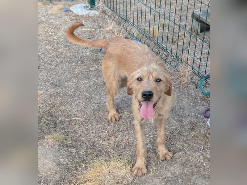 Hamitoo, geboren 20.12.2025, 45cm sucht seine Chance