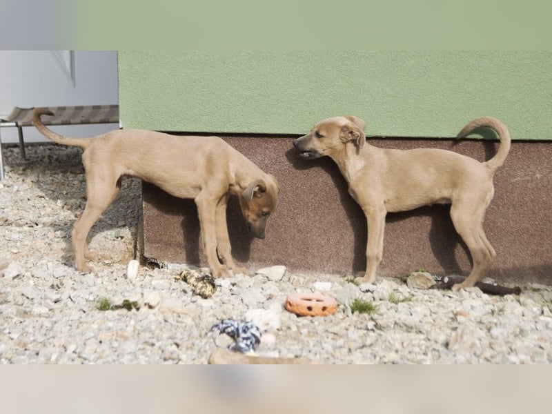 Nabi ein sensiebler zarter Bub