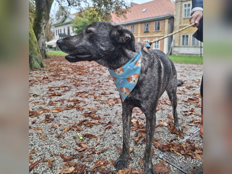 Finn  ein Gewinner, der verloren hat