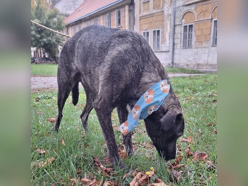 Finn  ein Gewinner, der verloren hat