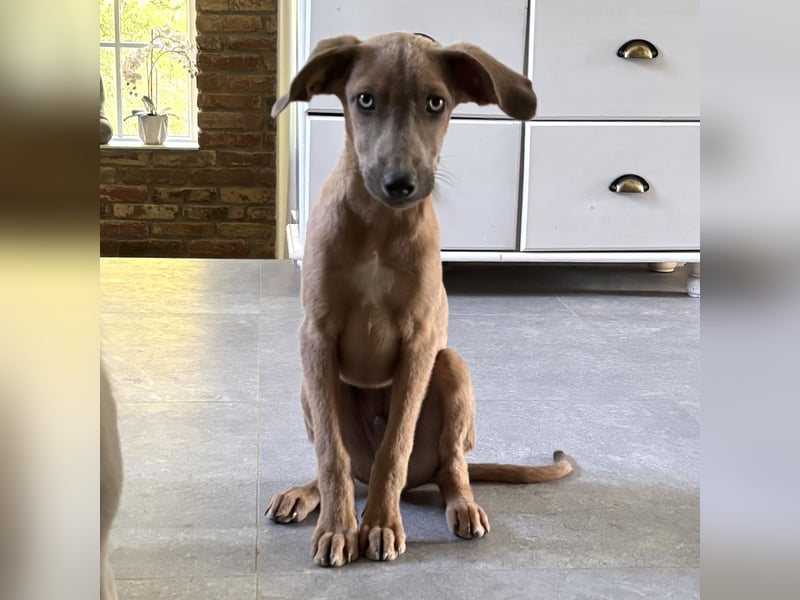 Nabi ein sensiebler zarter Bub