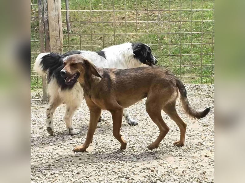 Freya eine gutmütige zarte Seele