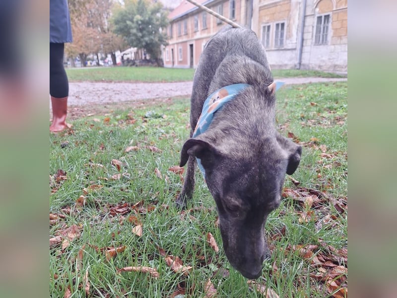 Finn  ein Gewinner, der verloren hat