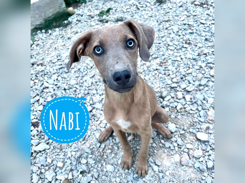 Nabi ein sensiebler zarter Bub
