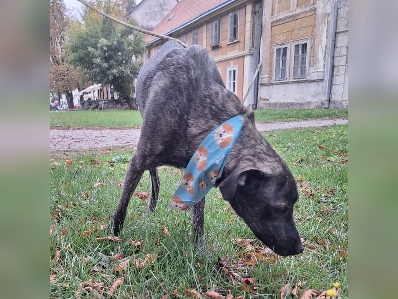 Finn  ein Gewinner, der verloren hat