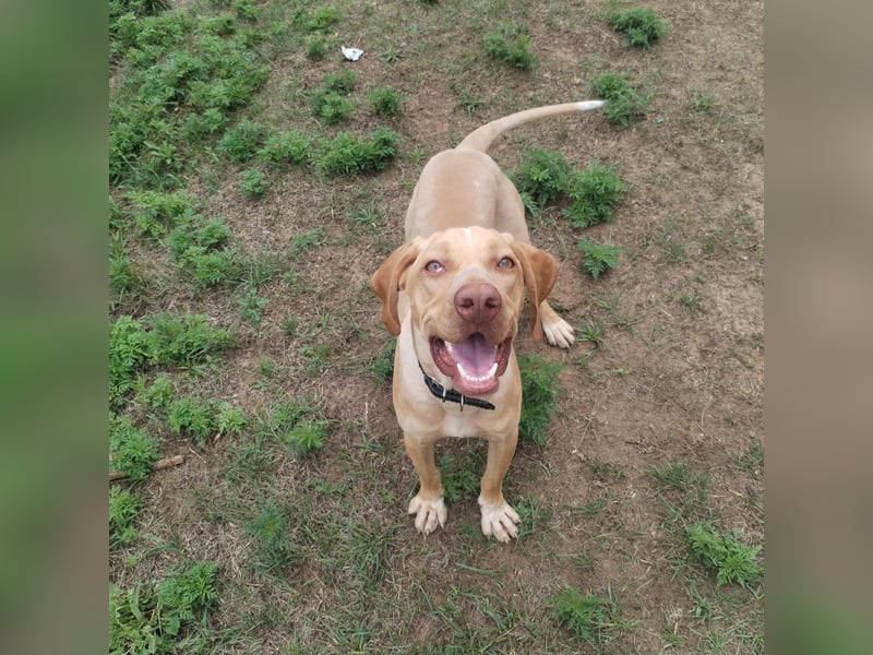 Mirkó – junger Viszla-Mix sucht aktives Für-Immer-Zuhause