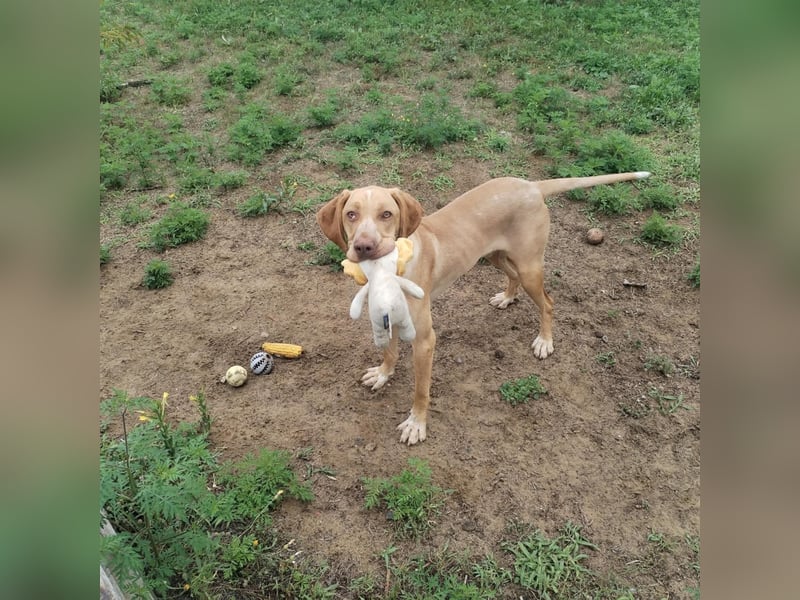 Mirkó – junger Viszla-Mix sucht aktives Für-Immer-Zuhause