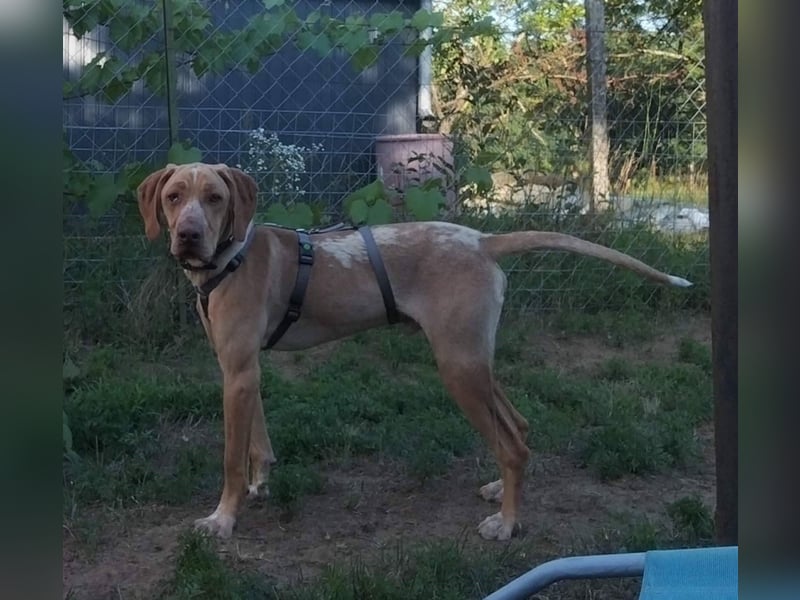 Mirkó – junger Viszla-Mix sucht aktives Für-Immer-Zuhause