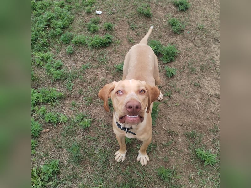 Mirkó – junger Viszla-Mix sucht aktives Für-Immer-Zuhause